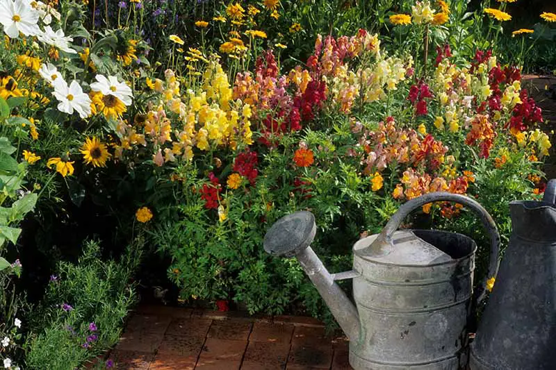 Una imagen horizontal de primer plano de un borde de jardín junto a un patio de baldosas con coloridas flores de Antirrhinum majus en plena floración.  A la derecha del marco hay una regadera de metal.