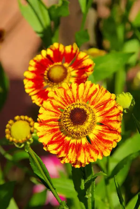 Flores de estornuda, con pétalos rojos y amarillos y centros amarillos y marrones.
