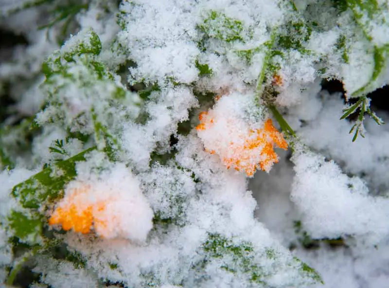 Una imagen horizontal cercana de flores naranjas cubiertas de nieve.