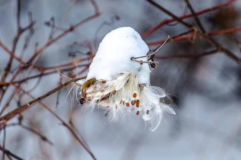 Una imagen horizontal de cerca de una vaina de Asclepias cubierta de nieve con pequeñas semillas esponjosas colgando en la foto sobre un fondo de enfoque suave.
