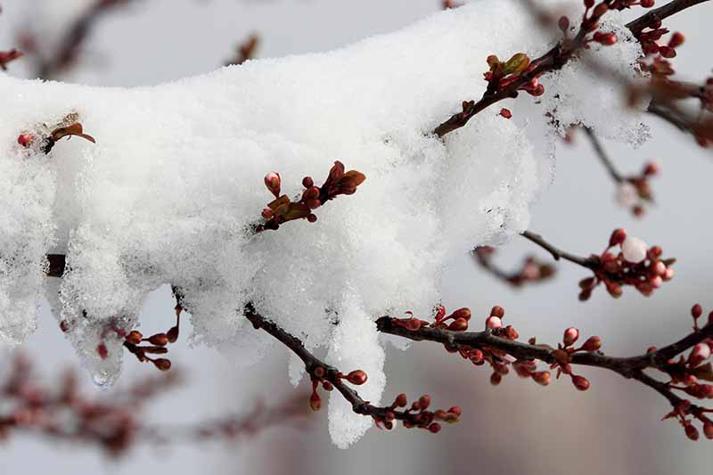 Un primer plano de una rama de un árbol Prunus armeniaca, con pequeños brotes rojos, cubiertos de nieve sobre un fondo de enfoque suave.