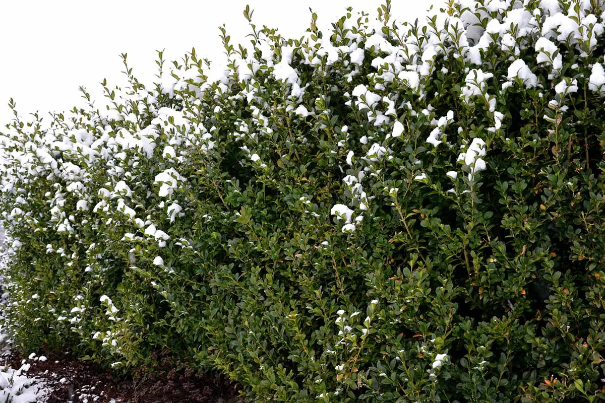 Una imagen horizontal de un seto de hoja perenne con una capa de nieve en invierno.