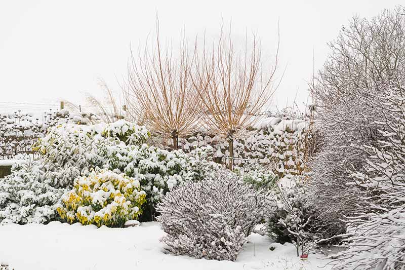 Una imagen horizontal de un paisaje de jardín nevado en invierno.