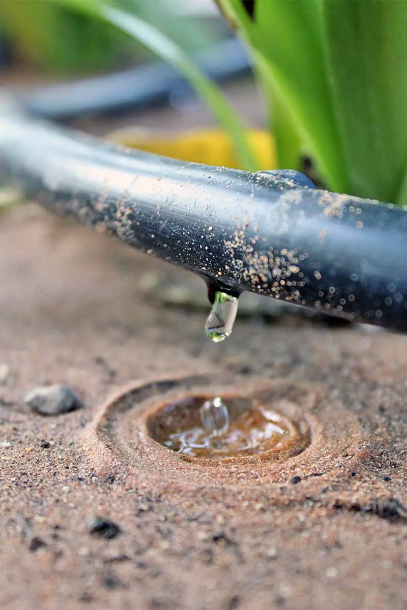 Una manguera de riego negra con un agujero que está goteando agua en un pequeño charco en suelo marrón arenoso.