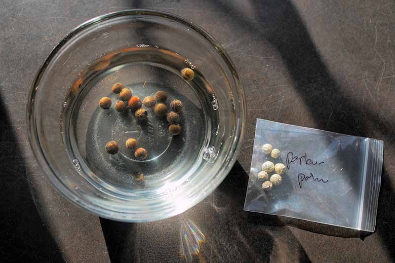 Una imagen horizontal de cerca de semillas empapadas en agua en un pequeño recipiente de vidrio sobre una superficie gris oscuro.