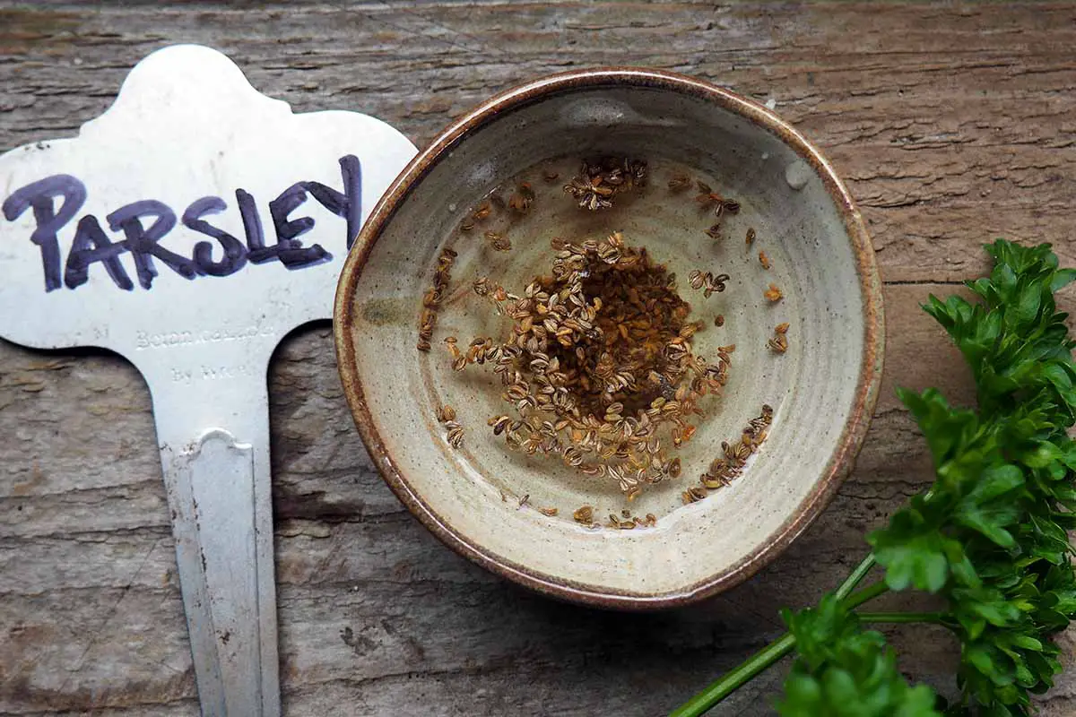Una imagen horizontal de primer plano de un cuenco de cerámica medio lleno de agua para remojar las semillas, colocado sobre una superficie de madera.
