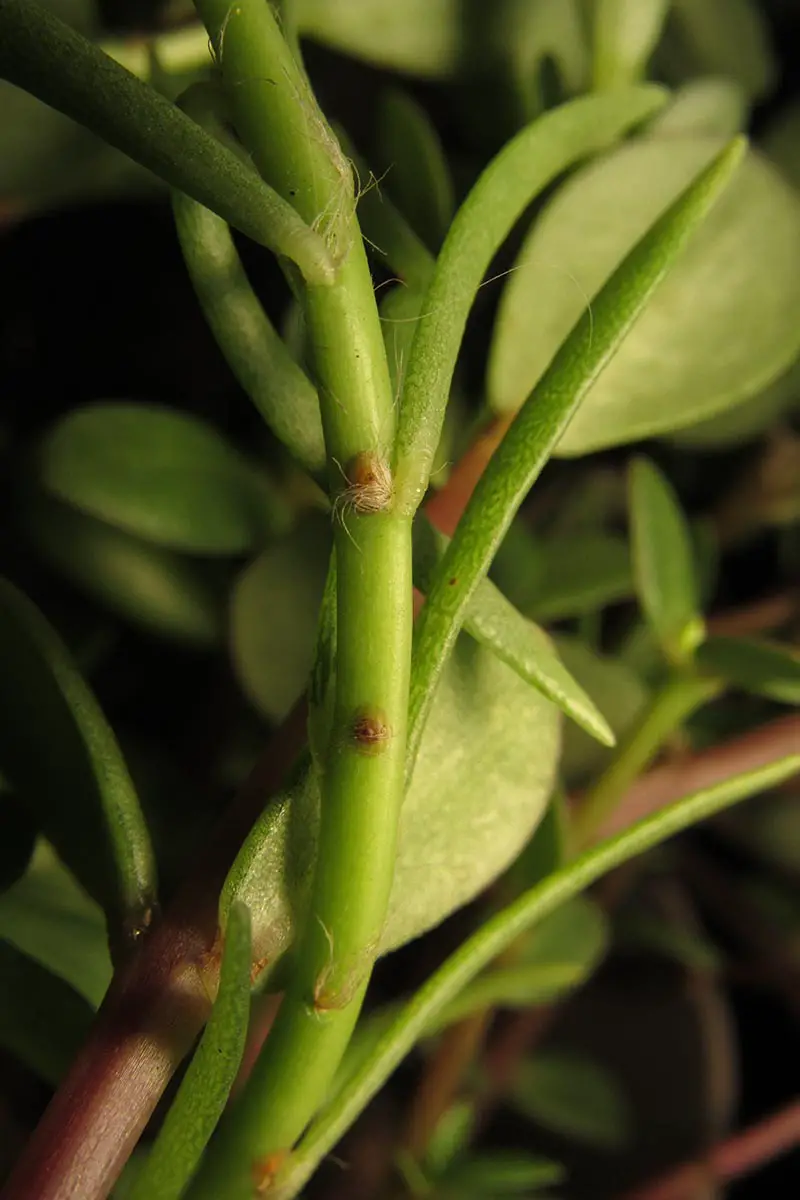 Una imagen vertical de cerca de insectos de escamas blandas que infestan una planta de jade.