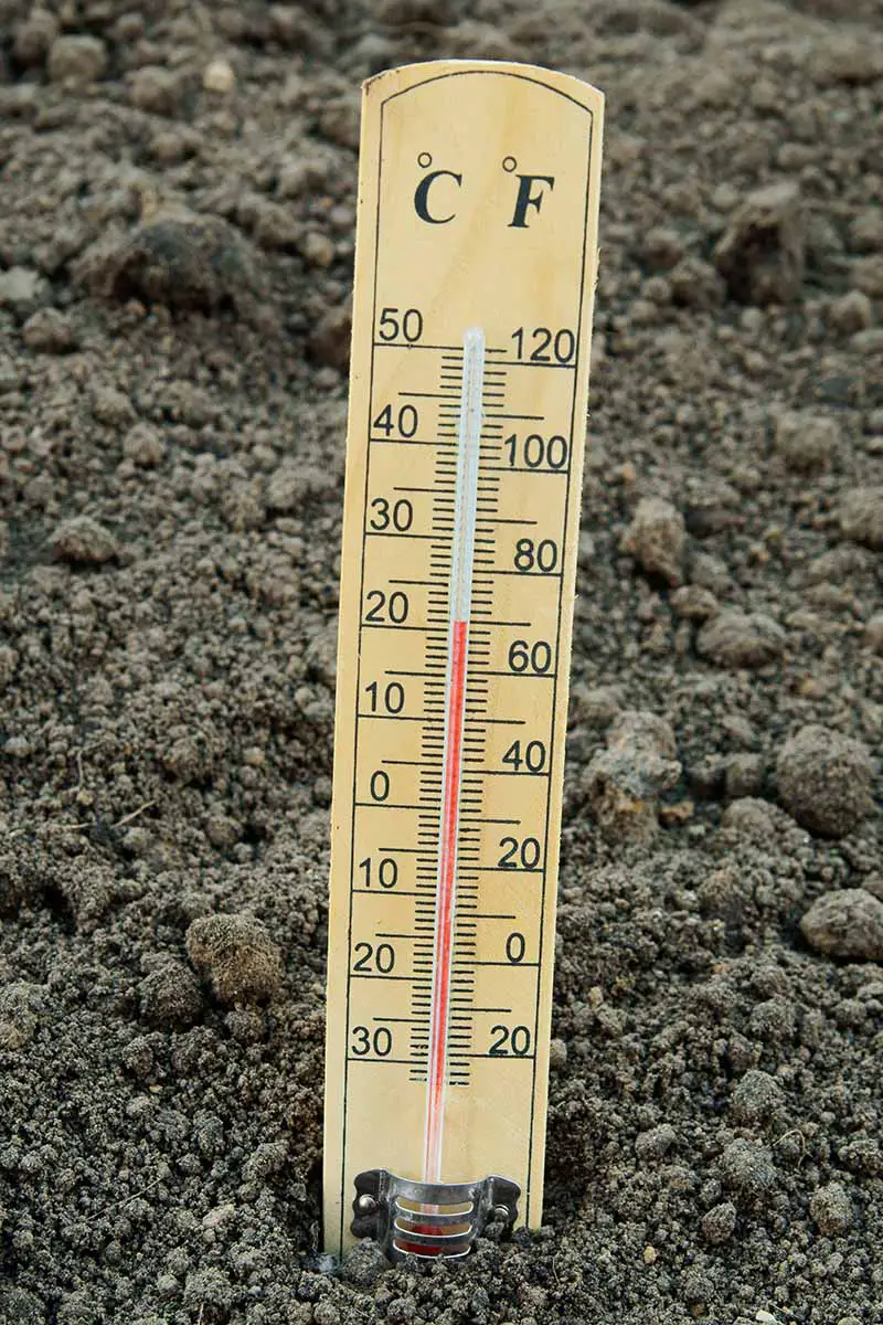 Una imagen vertical de primer plano de un termómetro de suelo colocado en la tierra con suelo en el fondo.