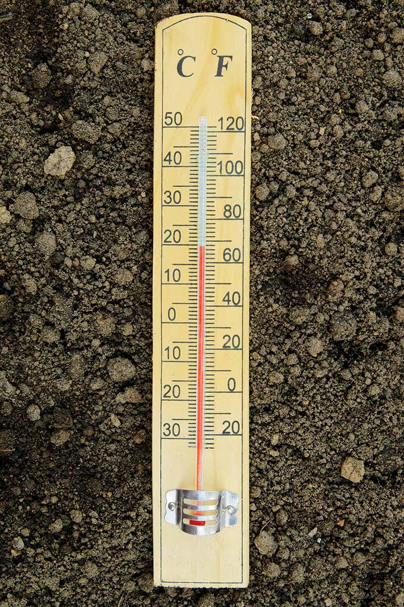 Una imagen vertical de primer plano de un termómetro colocado en la superficie del suelo.
