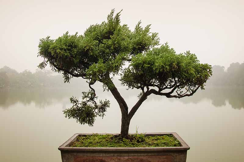 Una imagen horizontal de primer plano de un árbol de bonsái sokan (doble) con un gran lago de enfoque suave en el fondo.