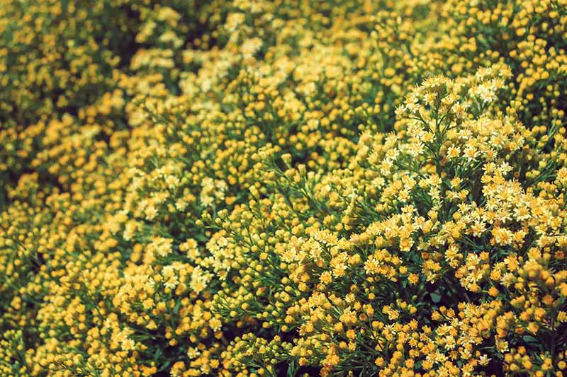 Una imagen horizontal de cerca de las diminutas flores amarillas de Solidago x Luteus 'Lenmore' que crecen en el jardín.