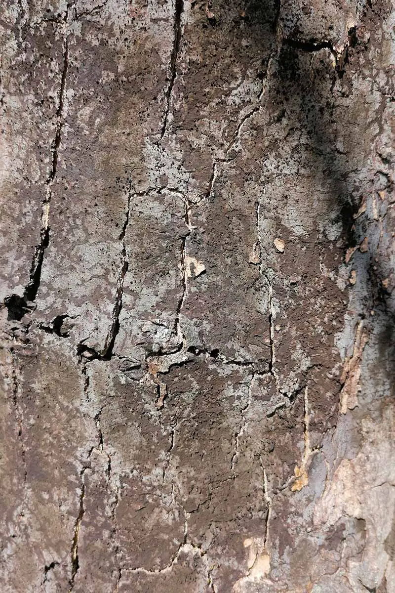 Una imagen vertical de cerca de un árbol que crece en el jardín infectado con la enfermedad de la corteza de hollín.