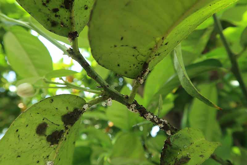 Un primer plano de un árbol de cítricos con sus hojas cubiertas de fumagina.  Las zonas de las hojas y ramas son oscuras contrastando con el verde de las partes sanas de la planta.
