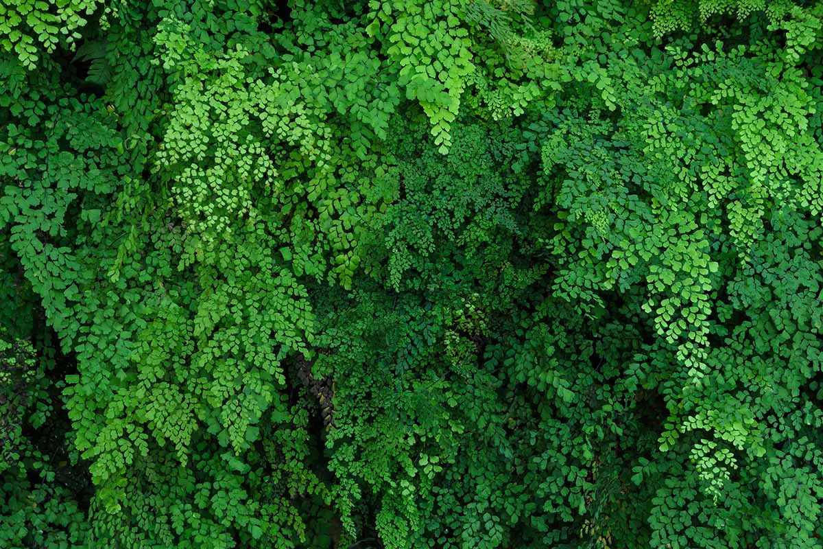 Un primer plano del follaje verde brillante de una gran planta de helecho de culantrillo del sur que crece al aire libre.  Parece que podría estar tomando el control, para mí.
