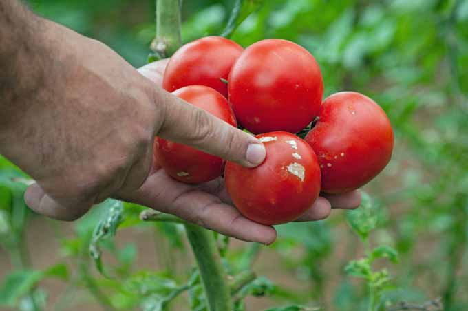Un primer plano de una mano desde la izquierda del marco que señala el tizón del sur en los tomates recién cosechados.
