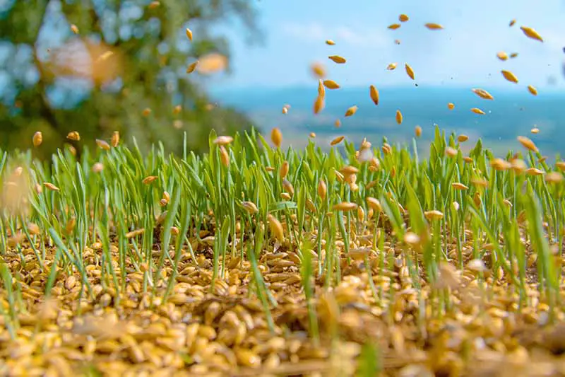 Una imagen horizontal de primer plano de las semillas que se transmiten en un campo con un paisaje de enfoque suave en el fondo.