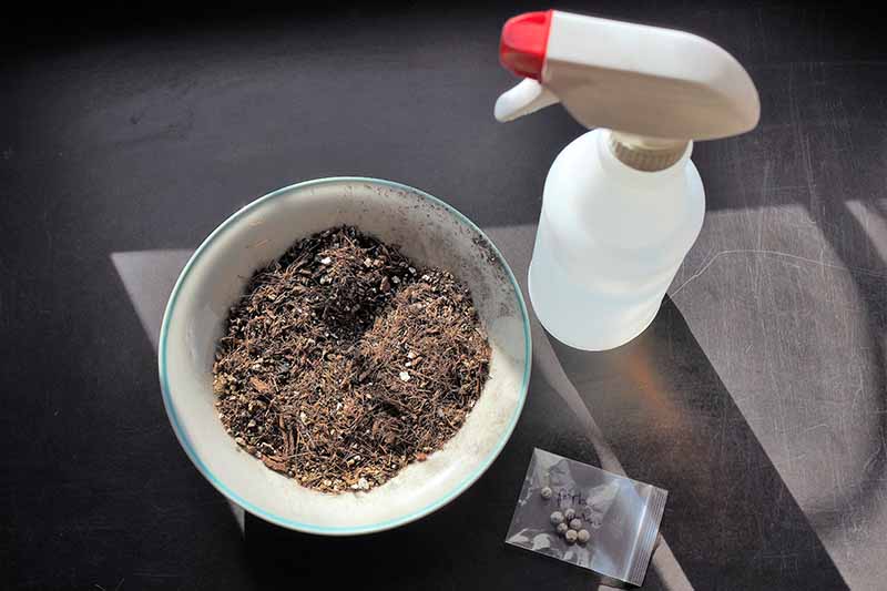 Una imagen horizontal de primer plano de un pequeño tazón de tierra, una botella de spray y un paquete de semillas sobre una superficie gris.