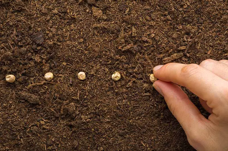 Una imagen horizontal de primer plano de una mano desde la derecha del marco sembrando una fila de semillas en un suelo oscuro y rico.