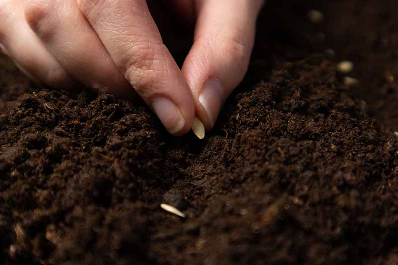 Una imagen horizontal de cerca de una mano sembrando semillas en un suelo rico y oscuro.