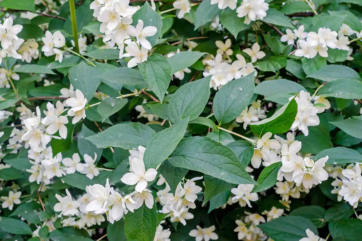 Una imagen de primer plano de las flores blancas y las hojas de color verde oscuro de Jasminum grandiflorum que crecen en el jardín.