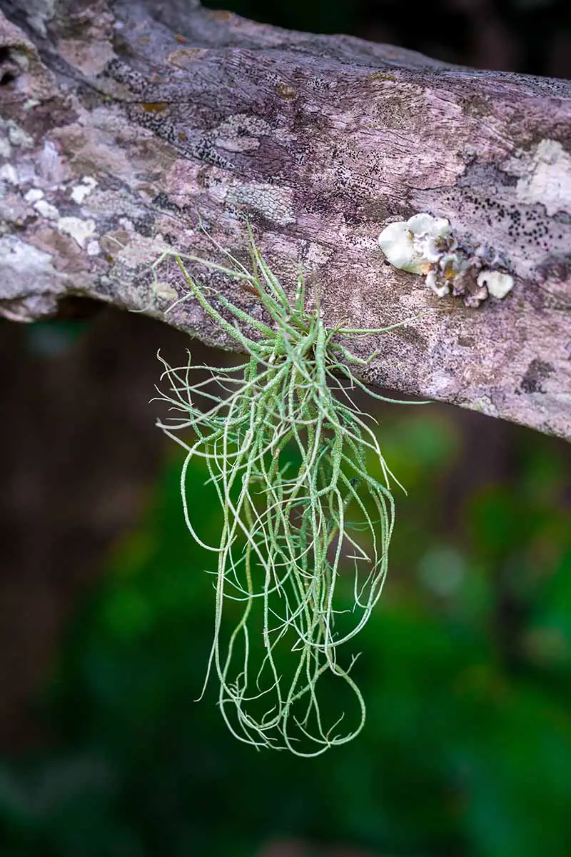 Una imagen vertical de cerca de Tillansia usenoides alias musgo español que crece de la rama de un árbol fotografiado en un fondo de enfoque suave.