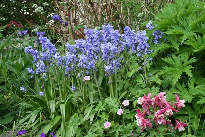Una imagen horizontal de primer plano de un borde de jardín con Hyacinthoides hispanica en flor, también conocido como flores de jacinto de madera que florecen entre otras plantas perennes.
