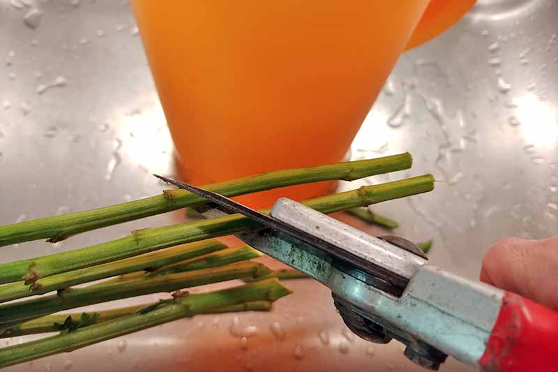 Imagen de primer plano recortada de una mano que sostiene podadoras de jardín para recortar tallos de flores en un ángulo de 45 grados, con una jarra de plástico naranja en el fondo, en un fregadero de metal rociado con agua.