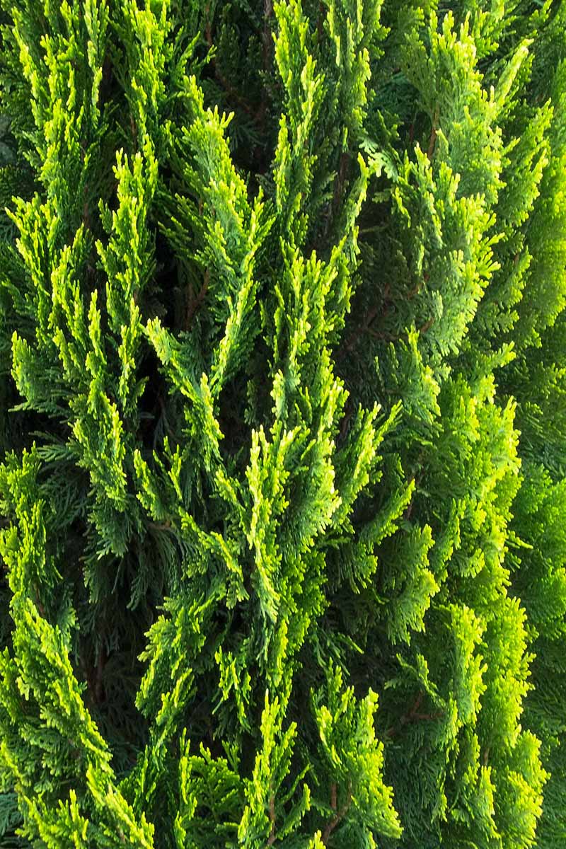 Una imagen vertical de primer plano del follaje perenne de un enebro 'Spartan' que crece en el jardín.