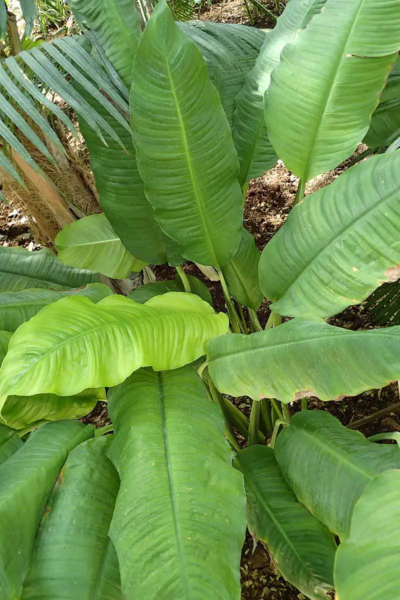 Una imagen vertical de cerca de S. cochlearispathum creciendo al aire libre en un jardín tropical.