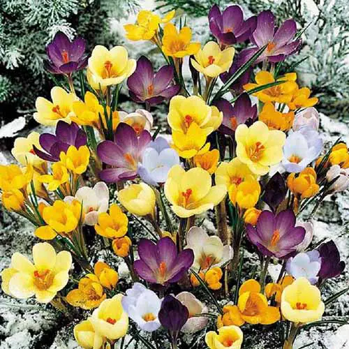 Un primer plano de flores de color púrpura oscuro, púrpura claro y amarillo que crecen en un jardín de primavera con una ligera capa de nieve en el suelo.