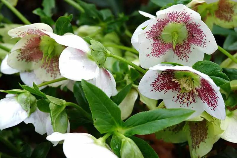 Un primer plano de flores blancas con motas moradas de la planta de eléboro que empiezan a formar semillas en el centro, rodeadas de follaje verde brillante sobre un fondo de enfoque suave.