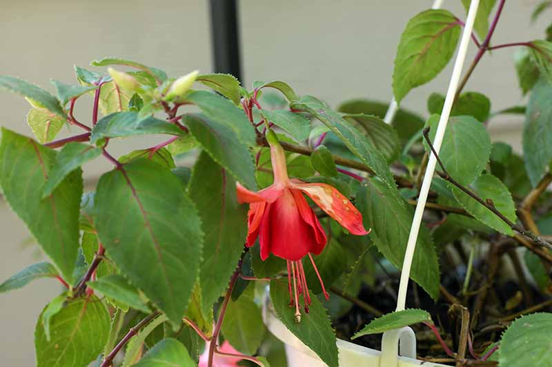 Una imagen horizontal de primer plano de una flor roja gastada en una planta en maceta que requiere un punto muerto para promover más floraciones.