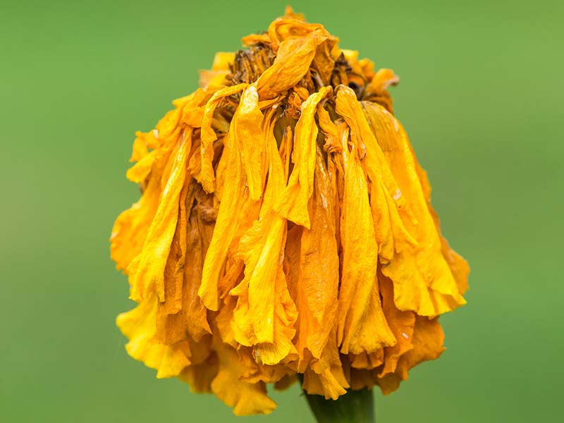 Una imagen horizontal de primer plano de una flor gastada de una caléndula amarilla aislada en un fondo verde.