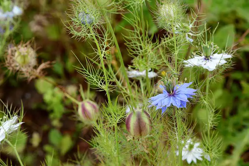 Una imagen horizontal de primer plano de flores de nigella blancas y azules que crecen en el jardín representadas en un fondo de enfoque suave.