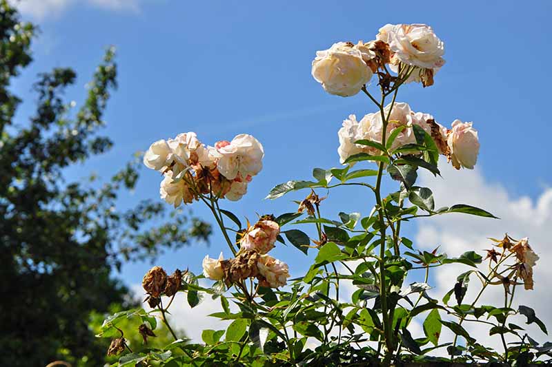 Una imagen horizontal de primer plano de rosas gastadas representadas en un fondo de cielo azul.