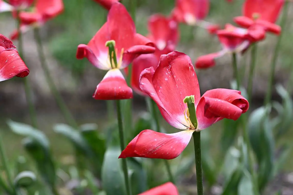 Una imagen horizontal de primer plano de las flores de tulipán gastadas en el jardín de primavera.