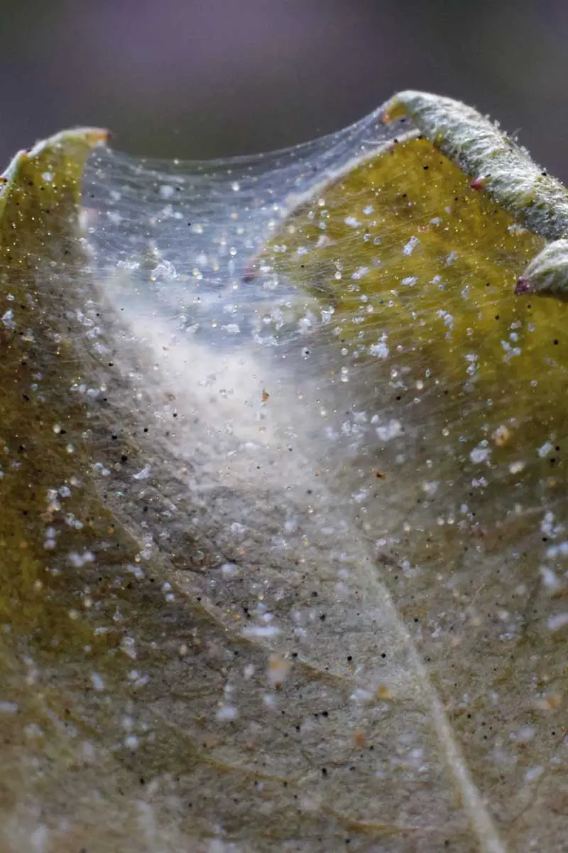 Una imagen vertical de cerca de la telaraña dejada por los ácaros que infestan una hoja.