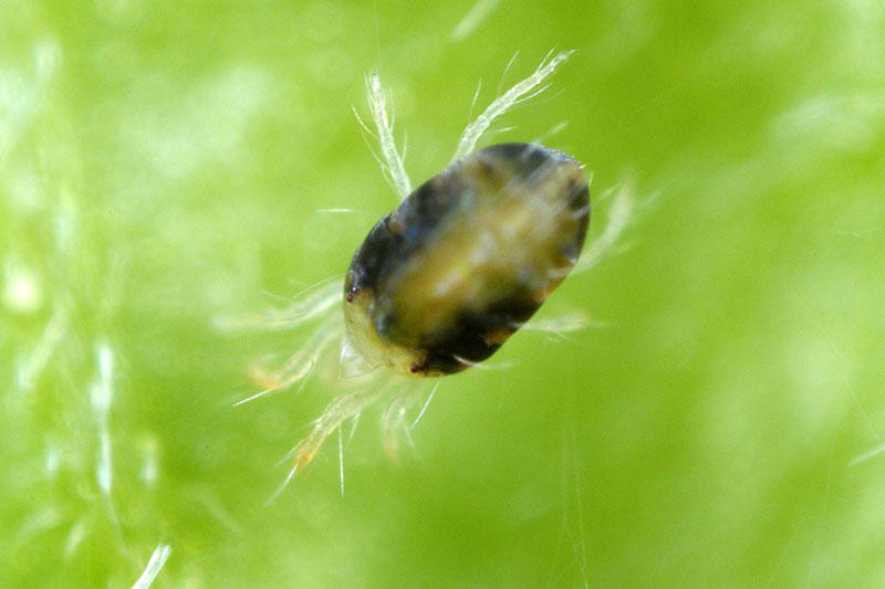 Un primer plano de una araña roja, una plaga común en el jardín, representada en un fondo verde.