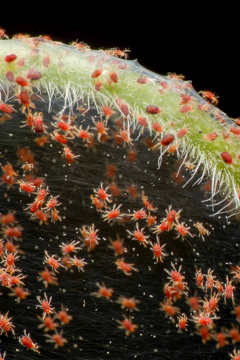 Una imagen vertical de gran aumento que muestra diminutos ácaros araña y sus redes adheridas a la rama de una planta en un fondo oscuro.