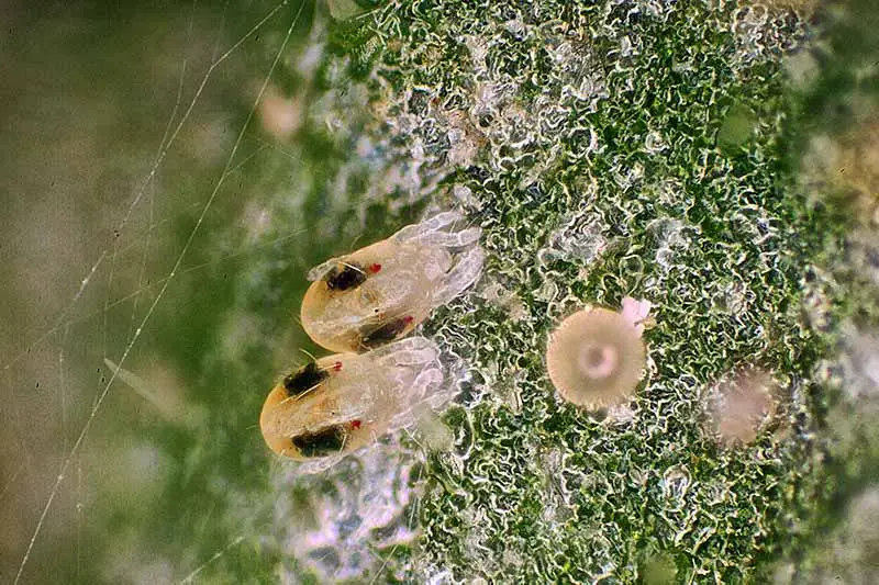 Una imagen muy ampliada de pequeños ácaros araña alimentándose de una hoja.