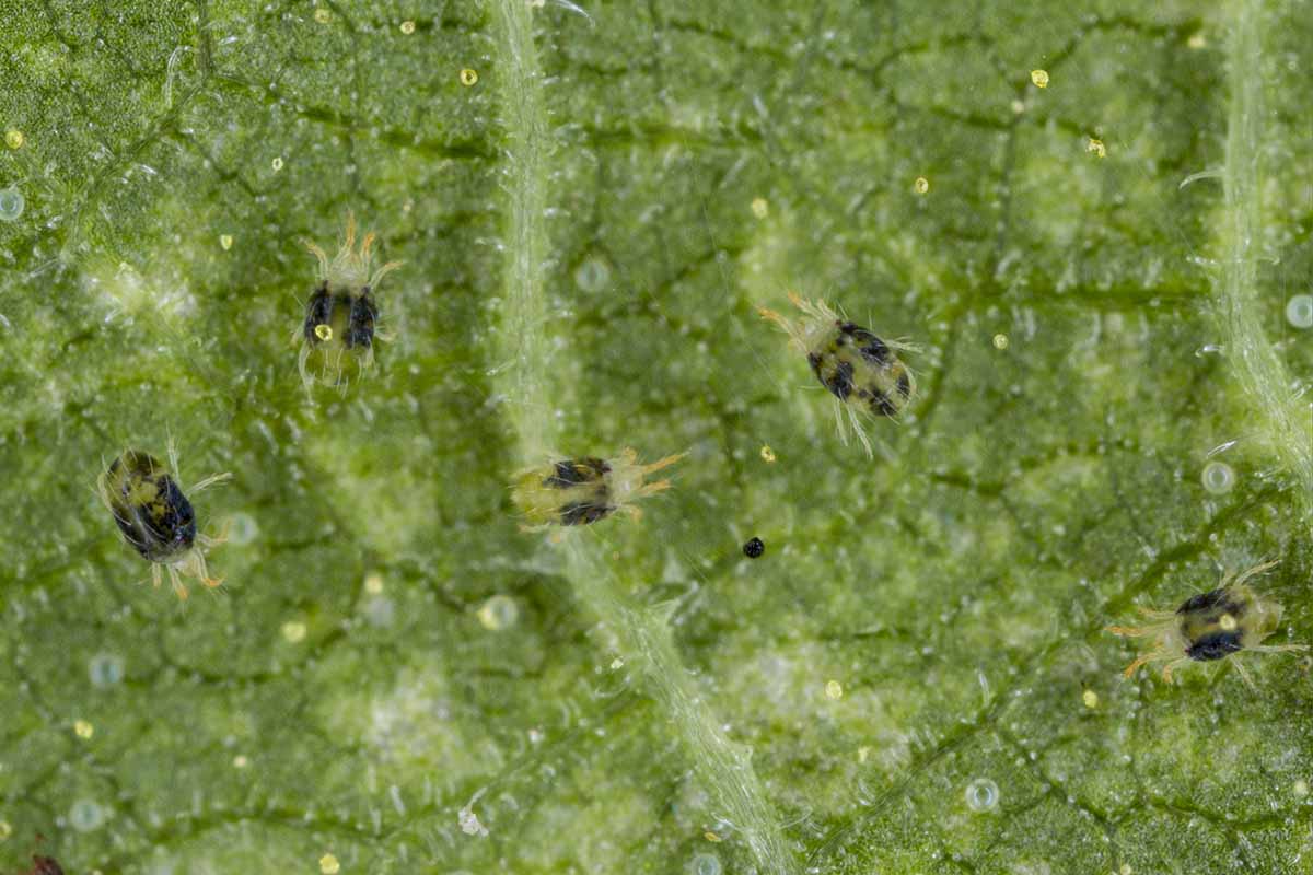 Una imagen horizontal de cerca de los ácaros araña de dos puntos que infestan una hoja.