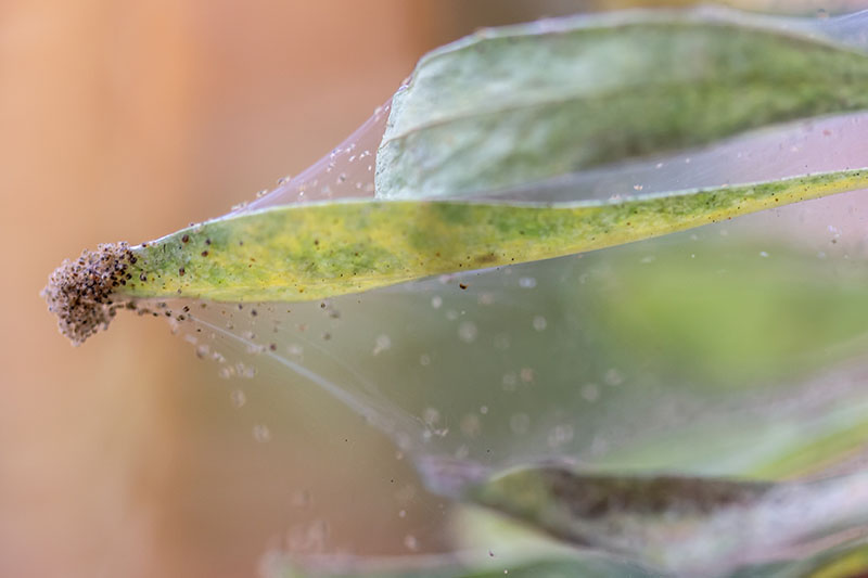 Una imagen horizontal de cierre de una red creada por ácaros araña en una hoja de una planta representada en un fondo de enfoque suave.
