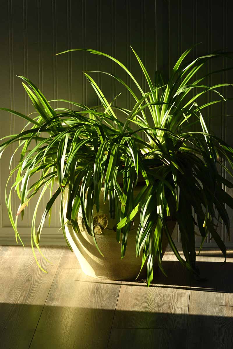 Una imagen vertical de cerca de un Chlorophytum comosum que crece en una maceta representada a la luz de la mañana.