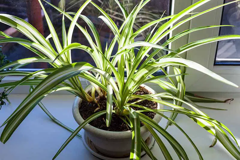 Una imagen horizontal de primer plano de un Chlorophytum comosum que crece en un alféizar de ventana con luz solar filtrada.