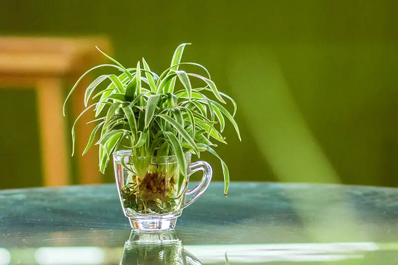 Una imagen horizontal de cerca de una planta de araña compensada en agua en un pequeño frasco de vidrio sobre una superficie verde y representada en un fondo de enfoque suave.