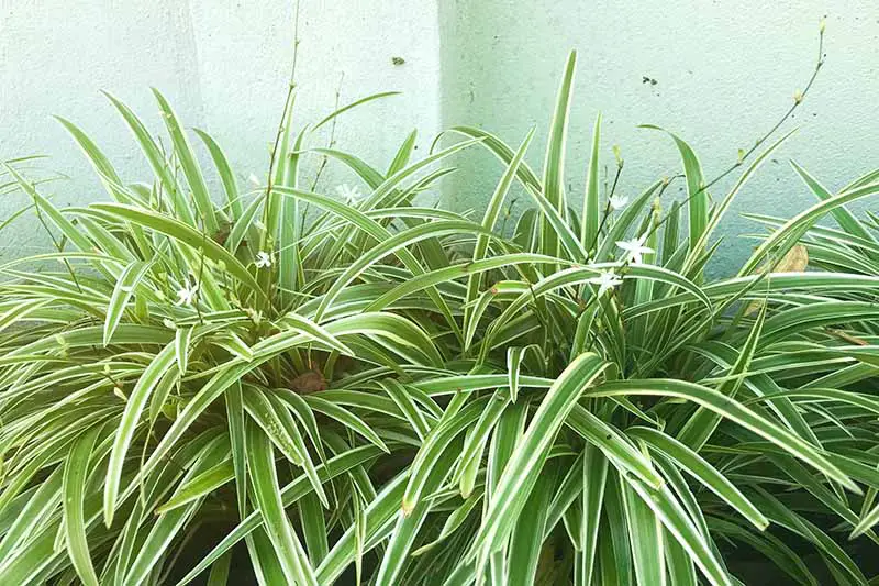 Una imagen horizontal de primer plano de Chlorophytum comosum que crece al aire libre fuera de una residencia.