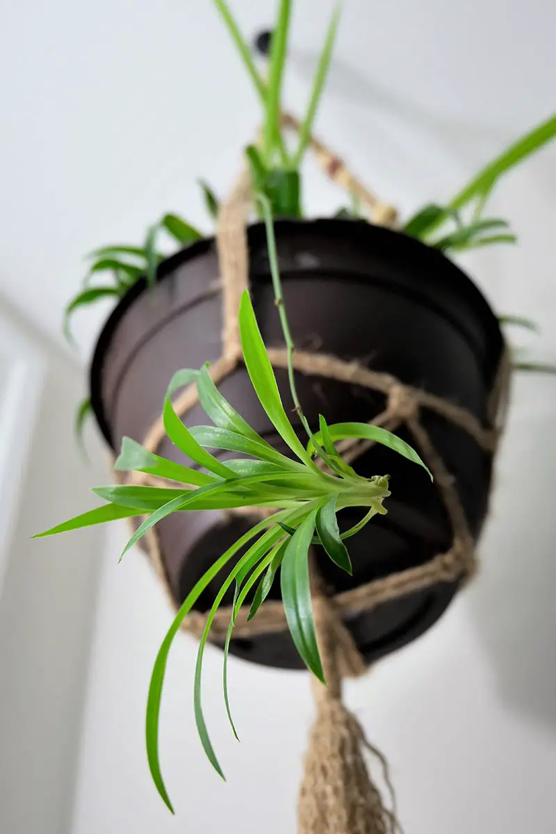 Una imagen vertical de primer plano de una cesta colgante que contiene una planta de Chlorophytum comosum, que muestra un desplazamiento que cuelga del borde de la maceta.