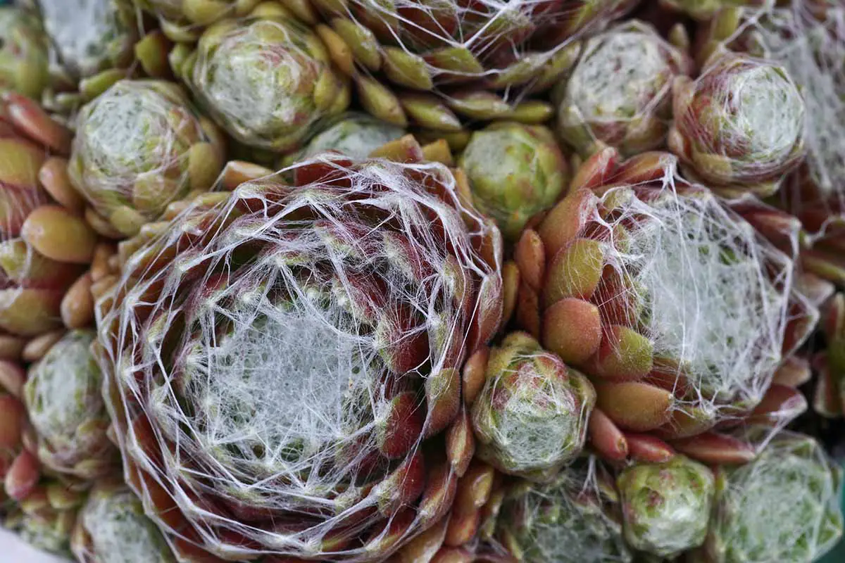 Una imagen horizontal de cerca de las plantas de telaraña Sempervivum que crecen en una olla.