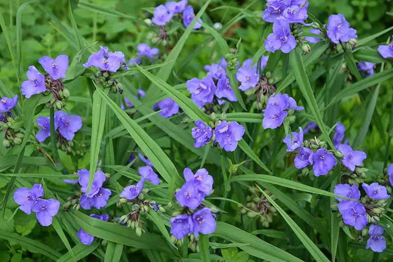 Una imagen horizontal de primer plano de masas de pequeñas flores azules que crecen en el jardín.