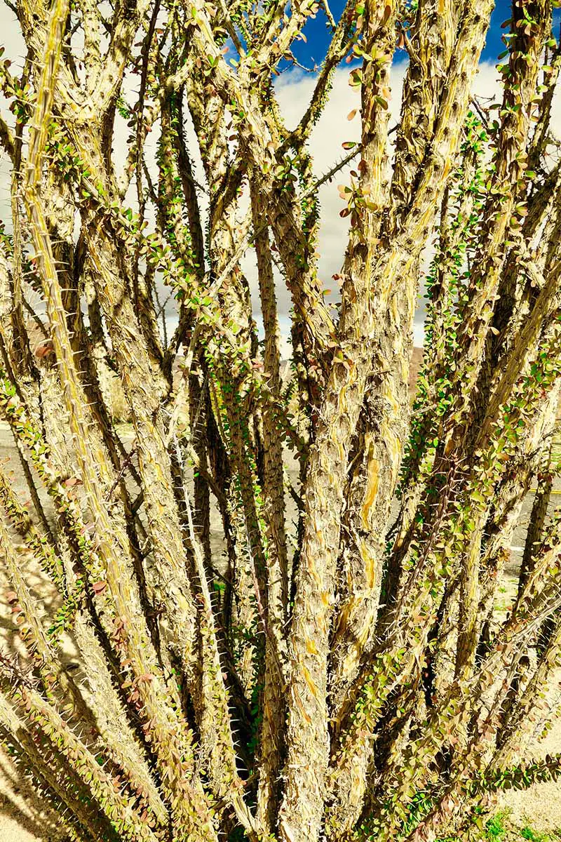 Una imagen vertical de cerca de los tallos puntiagudos de un ocotillo (Fouquieria splendens) que crece en el desierto.